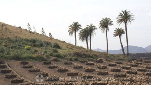 Palmen im Weinbaugebiet La Geria 