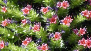 Pico del Teide - Blüten der Natternköpfe