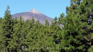 Pico del Teide – Hinter Nadelbäumen